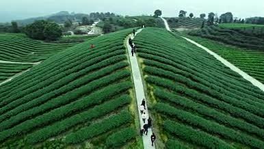 4k航拍清新绿色茶园茶叶种植基地视频的预览图